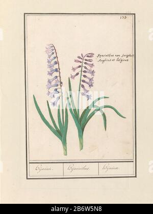Hyacint (Hyacinthus orientalis) Hijacint Hijacinthus Hijacinte (Titel op object) Blauer Hyazinth. Oben rechts nummeriert: 133. Rechts die lateinischen Namen. Teil des zweiten Albums mit Zeichnungen von Blumen und Pflanzen. Neunte von zwölf Alben mit Zeichnungen von Tieren, Vögeln und Pflanzen sind um 1600 bekannt, die in Auftrag von Kaiser Rudolf II. Angefertigt wurden Mit Notizen auf Niederländisch, Latein und Frans. Hersteller: Künstler: Anselm Boëtius der Boodt-Künstler: Elias Verhulst Ort Herstellung: Künstler: Prager Künstler: Delft dating: 1596 - 1610 Physische Merkmale: Pinsel in Aquarell und Farbe des Körpers in Farbe über schwarzer Kreide erhöht w Stockfoto