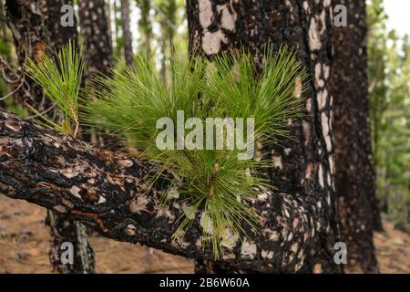 Junger Schuss einer Kanaren-Kiefer (Pinus canariensis) nach Waldbrand, La Palma, Kanarische Inseln, Spanien Stockfoto
