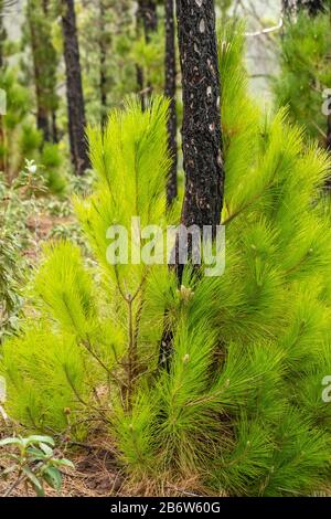 Junger Schuss einer Kanaren-Kiefer (Pinus canariensis) nach Waldbrand, La Palma, Kanarische Inseln, Spanien Stockfoto