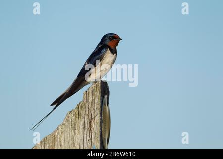 Stall Swallow (Hirundo rustica) ausgewachsener Vogel thront auf einem Holzschild, Suffolk, England Stockfoto