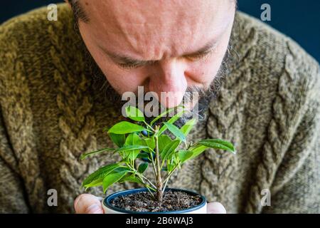Bärtiger Mann hält und riecht die Pflanze in den Händen, flache Verschuldung des Feldes Stockfoto