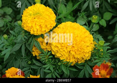 Hochauflösender gelber Marigold Im Garten Stockfoto