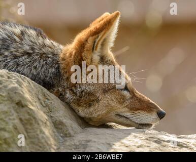 Seitenporträt des schwarzen Schakals (Canis mesomelas), der im Zoo auf Felsenohren nach vorne liegt Stockfoto