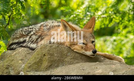 Porträt der Kojote, die auf einem Felsen im Zoo ruht Stockfoto