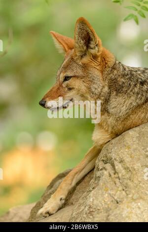 Porträt des schwarzen Schakals (Canis mesomelas), der im Zoo auf Felsen liegt Stockfoto