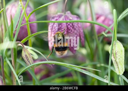 Ein Pollen verstaubte Weißwedelbumblebee ( Bombus lucorum), die auf Nektar aus dem fritillären Flusskopf des Schlangenkopfs ( Fritillaria meleagris ) Suche Stockfoto