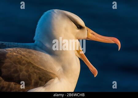 Albatros mit offenem Schnabel sitzt an der Küste Stockfoto