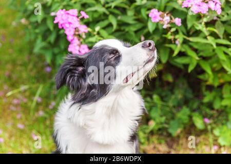 Außenporträt von süßen, schwelenden Marionettenrandkollie auf Park- oder Gartenhintergrund. Neues reizendes Mitglied der Familie kleiner Hund riecht Blumen. Tierpflege und lustige Tiere Lebenskonzept Stockfoto