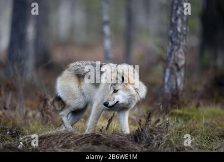 Eurasischer Wolf, auch als grauer oder grauer Wolf bekannt, auch als Holzwolf. Herbstwald. Wissenschaftlicher Name: Canis lupus lupus. Natürlicher Lebensraum. Stockfoto