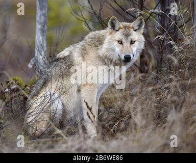 Eurasischer Wolf, auch als grauer oder grauer Wolf bekannt, auch als Holzwolf. Herbstwald. Wissenschaftlicher Name: Canis lupus lupus. Natürlicher Lebensraum. Stockfoto