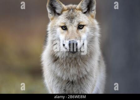 Eurasischer Wolf, auch als grauer oder grauer Wolf bekannt, auch als Holzwolf. Herbstwald. Wissenschaftlicher Name: Canis lupus lupus. Natürlicher Lebensraum. Stockfoto