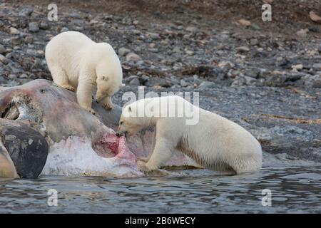 Eisbär (Ursus maritimus). Zwei Bären, die an einem Walkadaver essen, Spitzbergen, Norwegen Stockfoto