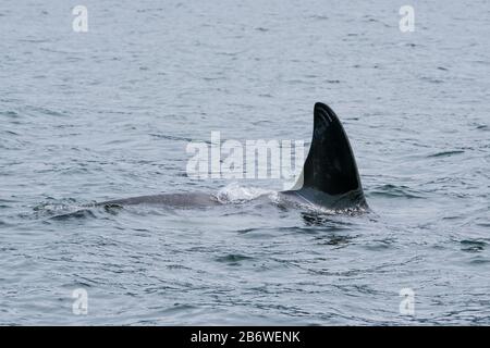 Killerwal in Tofino mit der Flosse über Wasser, Blick vom Boot auf einen Killerwal Stockfoto