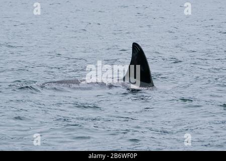 Killerwal in Tofino mit der Flosse über Wasser, Blick vom Boot auf einen Killerwal Stockfoto