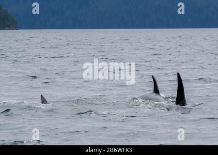 Drei Killerwale in Tofino mit der Flosse über Wasser, Blick vom Boot auf zwei Killerwale Stockfoto