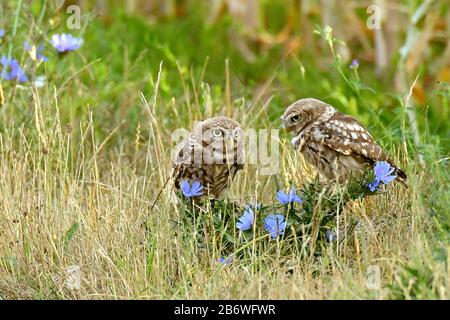 Auch die kleine Eule (Athene noctua) spaziert gern auf der Suche nach Essen auf dem Boden. Stockfoto