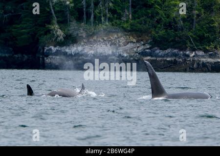 Zwei Killerwale in Tofino mit der Flosse über Wasser, Blick vom Boot auf zwei Killerwale Stockfoto