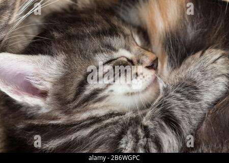 Norwegische Waldkatze Tabby Kätzchen (7 Wochen alt) schlafen, kuschelig bis zur Mutter. Deutschland Stockfoto