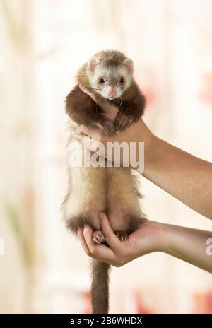 Frettchen (Mustela putorius furo) getragen. Deutschland . Stockfoto