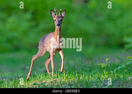 ROE Deer (Capreolus Capreolus). Buck schaut aufmerksam auf einen Hund zu. Deutschland Stockfoto