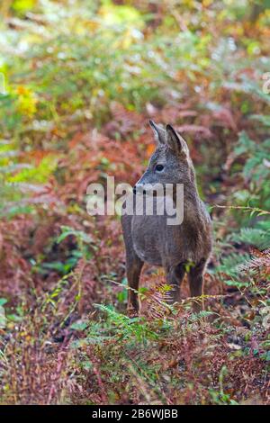 ROE Deer (Capreolus Capreolus). Männliche Fawn im Spätsommer, stehend unter Bracken. Deutschland Stockfoto