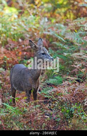 ROE Deer (Capreolus Capreolus). Männliche Fawn im Spätsommer, stehend unter Bracken. Deutschland Stockfoto