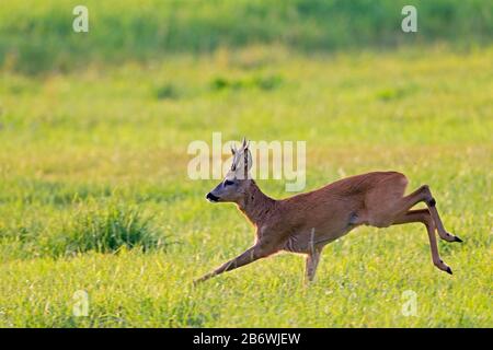 ROE Deer (Capreolus Capreolus). Buck sucht in der Vorsaison nach einer Damhirschkuh. Deutschland Stockfoto