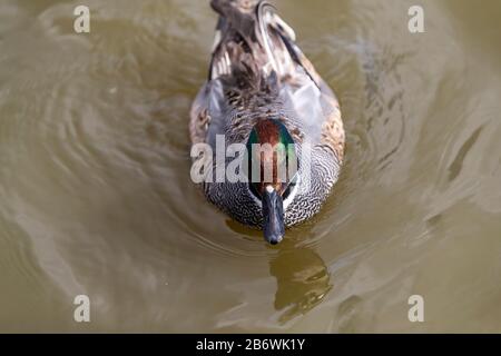 Früher bekannt als Falcated Teal, wird dieser Vogel heute nach wissenschaftlichen DNA-Forschungen als Falcated Duck bezeichnet. Stockfoto