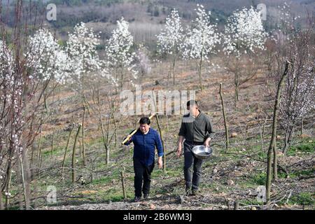 (200312) - HEFEI, 12. März 2020 (Xinhua) -- Zhou Xianbing und Zhou Genmiao (R) gehen am 11. März 2020 an einer Sämlingkultivierungsbasis im Dorf Luoba im Landkreis Feixi, in der ostchinesischen Provinz Anhui. Zhou Xianbing, ein Dorfbewohner mit mehr als 20 Jahren Erfahrung in der Baumbepflanzung, baute eine Kooperative für den Anbau von Blumenbepflanzung und begann 2008, Bäume auf einem 500 me (ca. 33,3 Hektar) großen Land in einem kargen Berg im Dorf Luoba im Landkreis Feixi zu Pflanzen. Nach den 90er Jahren kehrte Zhou Genmiao, Sohn von Zhou Xianbing, in seine Heimatstadt zurück und schloss sich seinen weiteren Pflanzen von Bäumen an der Basis für den Setzlingsanbau i an Stockfoto
