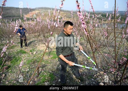 (200312) -- HEFEI, 12. März 2020 (Xinhua) -- Zhou Xianbing und Zhou Genmiao (R) trimmen die Bäume an einem Sämling Kultivierungsstützpunkt im Luoba-Dorf im Landkreis Feixi, in der ostchinesischen Provinz Anhui am 11. März 2020. Zhou Xianbing, ein Dorfbewohner mit mehr als 20 Jahren Erfahrung in der Baumbepflanzung, baute eine Kooperative für den Anbau von Blumenbepflanzung und begann 2008, Bäume auf einem 500 me (ca. 33,3 Hektar) großen Land in einem kargen Berg im Dorf Luoba im Landkreis Feixi zu Pflanzen. Nach den 90er Jahren kehrte Zhou Genmiao, Sohn von Zhou Xianbing, in seine Heimatstadt zurück und schloss sich seinen weiteren an, um Bäume an der Sämlingspflanze zu Pflanzen Stockfoto