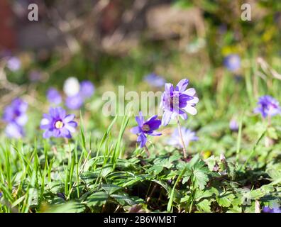 Natürliche Weltschönheit - Verlockende Drifts von leuchtenden Blaublüten der griechischen Windblumen Anemone blanda Stockfoto