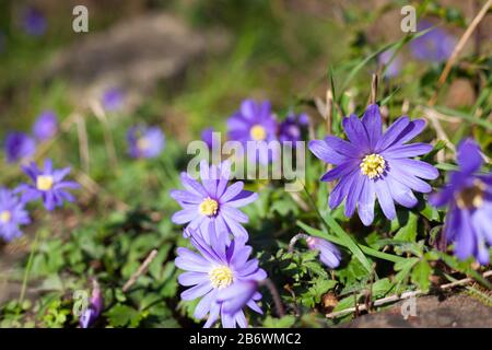 Natürliche Welt Schönheit - Verlockende Drifts violett-blauer Blumen von Grecian Windblumen / Anemone Panda in Nahaufnahme Stockfoto