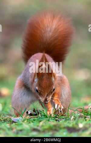 Rotes Kürbis (Sciurus vulgaris) begräbt eine Nuss. Deutschland Stockfoto