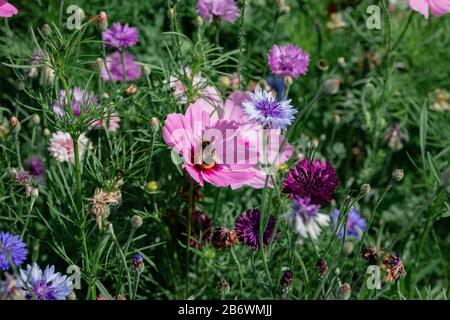 Nahaufnahme einer Biene auf einer schönen rosafarbenen Blume. Stockfoto
