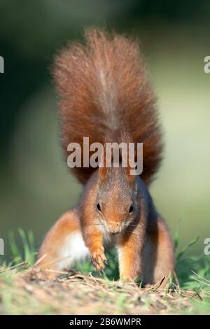 Rotes Kürbis (Sciurus vulgaris) begräbt eine Nuss. Deutschland Stockfoto