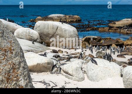 Afrikanische Pinguinkolonie (Spheniscus demersus) am Boulders Beach, Simons Town, Kapstadt, Kap-Halbinsel, Südafrika Stockfoto