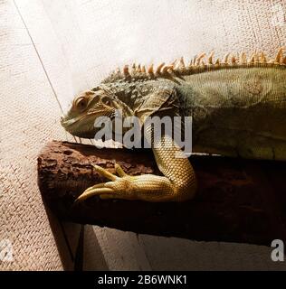 Nahaufnahme: Iguana im Hausterrarium. Stockfoto