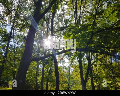 Baumkronen in einem Sommerwald. Stockfoto