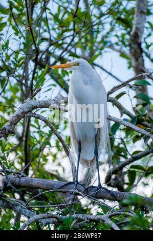 Great Egret (Ardea alba), das in einem Baum in den Everglades, Florida, steht Stockfoto