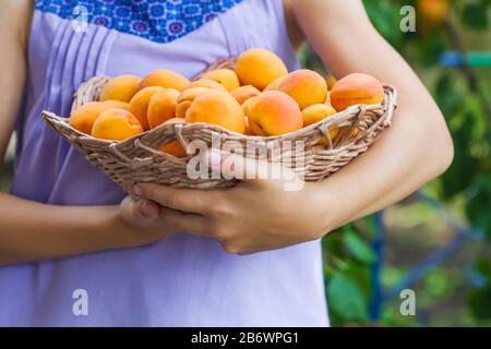 Aprikosen pflücken. Kleines Mädchen, das Korb mit Früchten hält. Kind mit Aprikosen. Nahaufnahme, selektiver Fokus Stockfoto