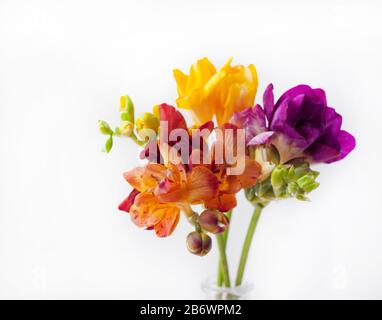 Wunderschöner Blumenstrauß frischer Freesienblüten auf weißem Hintergrund. Gelbe, orangefarbene und violette Blumen. Stockfoto