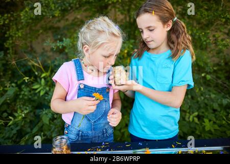 Kinder, die Lebensmittel untersuchen. Serie: Zubereitung von Blumenzehl. Trocknen geeigneter Blumen. Lernen nach dem Reggio-Pädagogik-Prinzip, spielerisches Verständnis und Entdeckung. Deutschland. Stockfoto