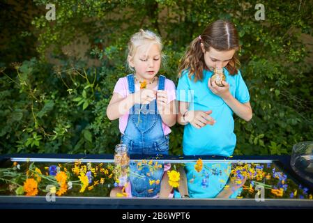 Kinder, die Lebensmittel untersuchen. Serie: Zubereitung von Blumenzehl. Trocknen geeigneter Blumen. Lernen nach dem Reggio-Pädagogik-Prinzip, spielerisches Verständnis und Entdeckung. Deutschland. Stockfoto