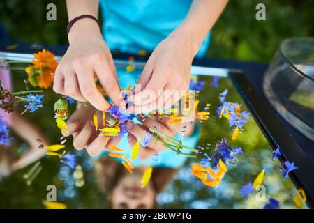 Kinder, die Lebensmittel untersuchen. Serie: Zubereitung von Blumenzehl. Trocknen geeigneter Blumen. Lernen nach dem Reggio-Pädagogik-Prinzip, spielerisches Verständnis und Entdeckung. Deutschland. Stockfoto