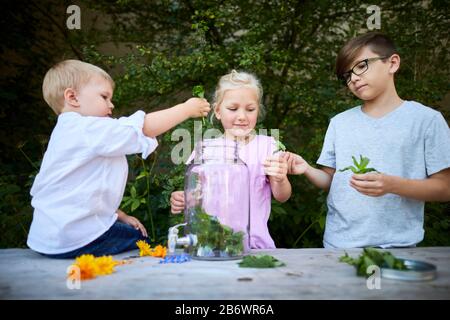 Kinder, die Lebensmittel untersuchen. Serie: Zubereitung eines Kräutergetränks. Mischen von Kräutern in einem Getränkespender. Lernen nach dem Reggio-Pädagogik-Prinzip, spielerisches Verständnis und Entdeckung. Deutschland. Stockfoto