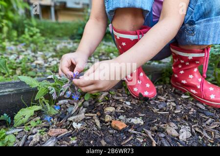 Kinder, die Lebensmittel untersuchen. Serie: Zubereitung eines Kräutergetränks. Kräuter pflücken. Lernen nach dem Reggio-Pädagogik-Prinzip, spielerisches Verständnis und Entdeckung. Deutschland. Stockfoto