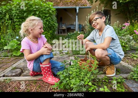 Kinder, die Lebensmittel untersuchen. Serie: Zubereitung eines Kräutergetränks. Kräuter pflücken. Lernen nach dem Reggio-Pädagogik-Prinzip, spielerisches Verständnis und Entdeckung. Deutschland. Stockfoto