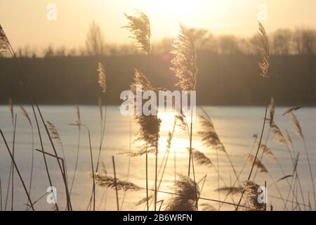 Schilf auf dem tiefgefrorenen verschneiten Fluss und Sonnenuntergang. Monochrome Winterlandschaft.Schilf bei Sonnenuntergang Stockfoto