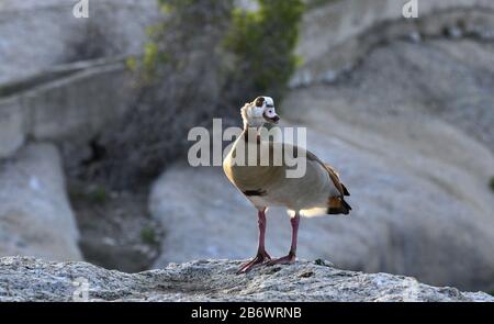 Ägyptische Gans auf dem Stein. Wissenschaftlicher Name: Alopochen aegyptiaca, Familie der Anatidae. Südafrika. Natürlicher Lebensraum Stockfoto