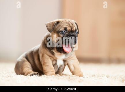 Französischer Bulldog. Beim Gähnen auf einer Wolldecke sitzend. Deutschland Stockfoto